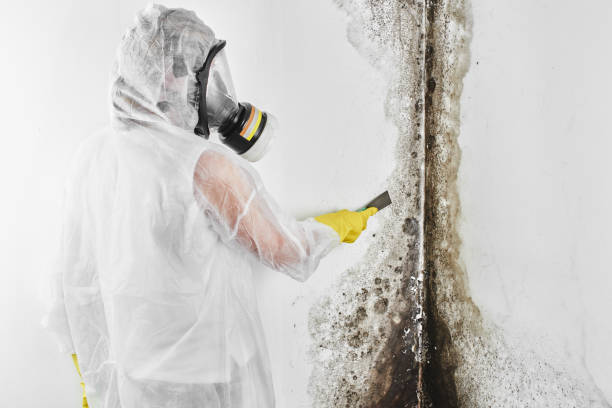 Best DIY Mold Remediation Support Services in Buckhorn, CA
