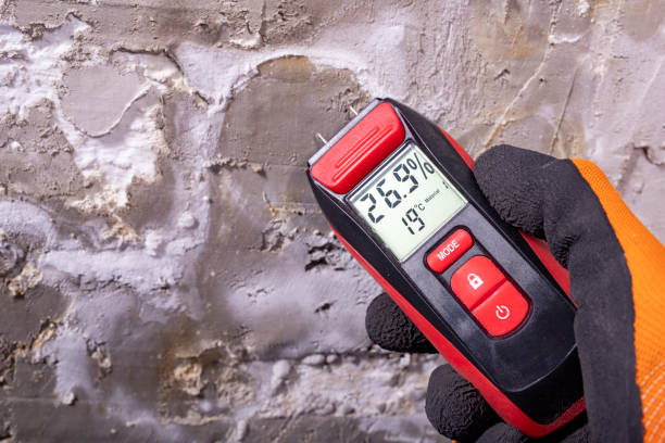 Best Basement Mold Remediation in Buckhorn, CA