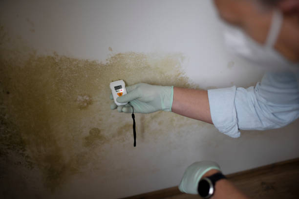 Best Mold Remediation for Schools in Buckhorn, CA
