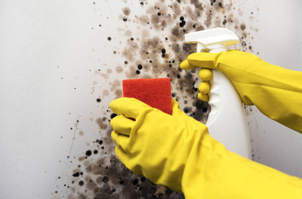 Best Emergency Mold Remediation in Buckhorn, CA