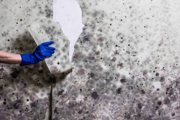 Best White Mold Remediation in Buckhorn, CA