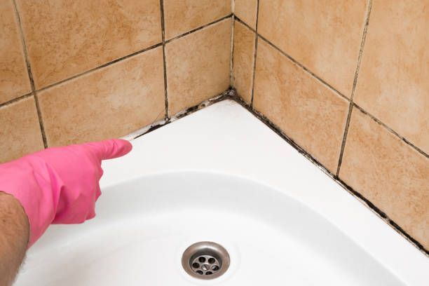 Best Black Mold Remediation in Buckhorn, CA